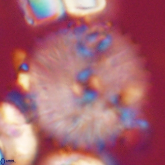 Davidbukrya claracirculus 21463