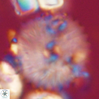 Davidbukrya claracirculus 21463