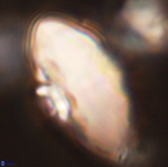 Davidbukrya claracirculus 45375