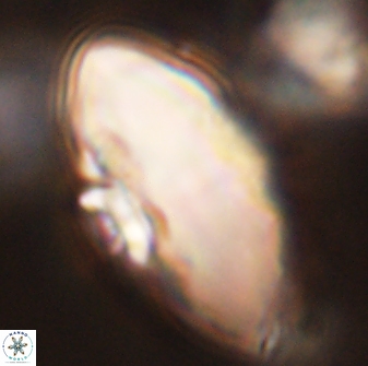 Davidbukrya claracirculus 45375