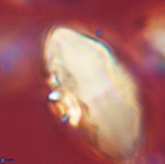 Davidbukrya claracirculus 45376