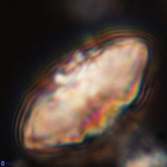 Davidbukrya claracirculus 45377