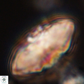 Davidbukrya claracirculus 45377