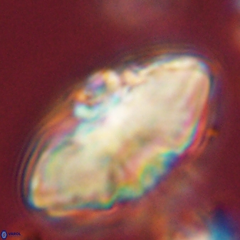 Davidbukrya claracirculus 45378