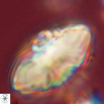 Davidbukrya claracirculus 45378