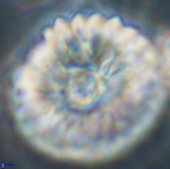 Davidbukrya claracirculus 45384