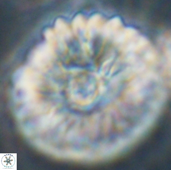 Davidbukrya claracirculus 45384