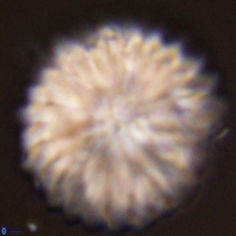 Davidbukrya claracirculus 45387