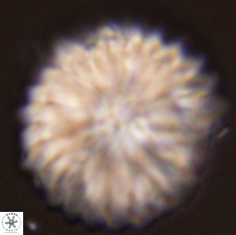 Davidbukrya claracirculus 45387