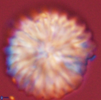 Davidbukrya claracirculus 45388