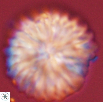Davidbukrya claracirculus 45388