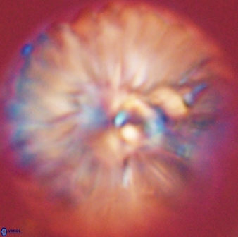 Davidbukrya claracirculus 45389