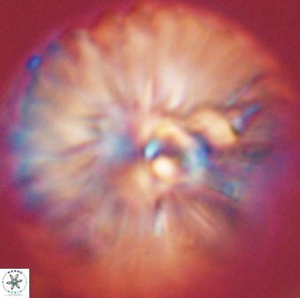 Davidbukrya claracirculus 45389