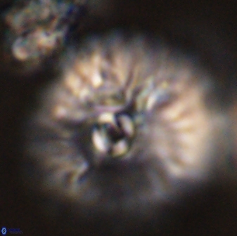 Davidbukrya claracirculus 45381