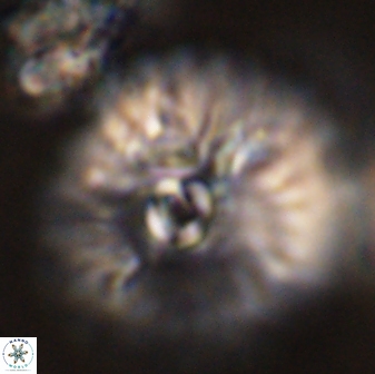 Davidbukrya claracirculus 45381