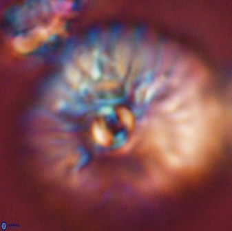 Davidbukrya claracirculus 45382