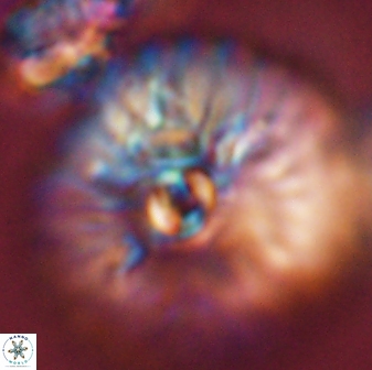 Davidbukrya claracirculus 45382