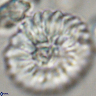 Davidbukrya claracirculus 45383