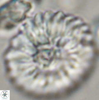 Davidbukrya claracirculus 45383