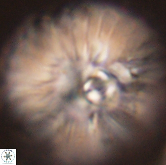 Davidbukrya claracirculus 45390