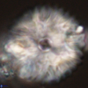 Davidbukrya claracirculus 59334