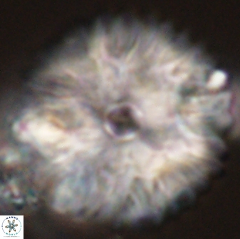 Davidbukrya claracirculus 59334