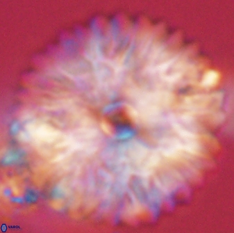 Davidbukrya claracirculus 59335