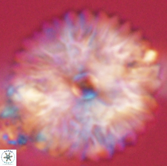 Davidbukrya claracirculus 59335