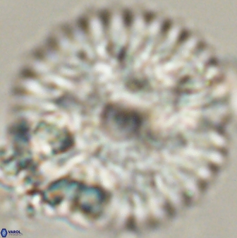 Davidbukrya claracirculus 59336