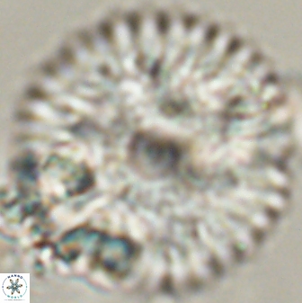 Davidbukrya claracirculus 59336