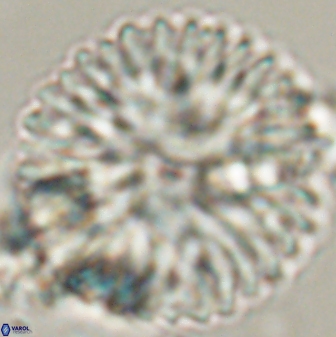 Davidbukrya claracirculus 59337