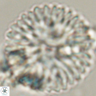 Davidbukrya claracirculus 59337