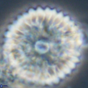 Davidbukrya claracirculus 59338