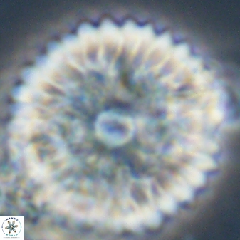 Davidbukrya claracirculus 59338