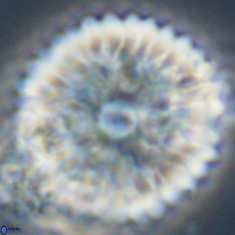 Davidbukrya claracirculus 59339