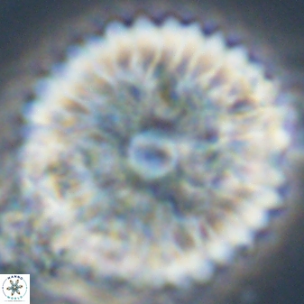 Davidbukrya claracirculus 59339