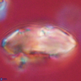 Davidbukrya claracirculus 59345