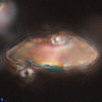 Davidbukrya claracirculus 59347