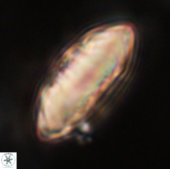 Davidbukrya claracirculus 59348