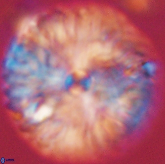 Davidbukrya claracirculus 59342