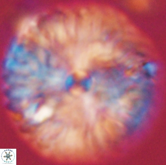 Davidbukrya claracirculus 59342