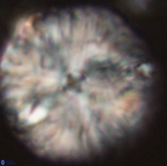 Davidbukrya claracirculus 59343