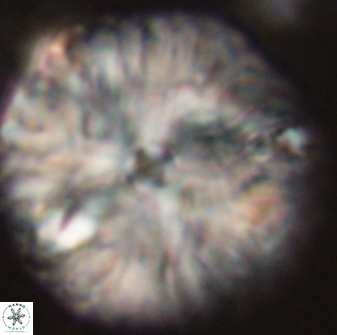 Davidbukrya claracirculus 59343
