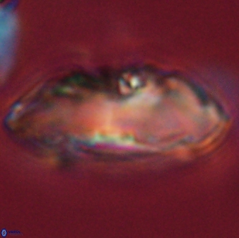 Davidbukrya claracirculus 59354