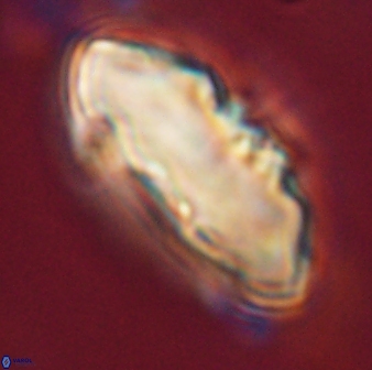 Davidbukrya claracirculus 59350