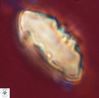 Davidbukrya claracirculus 59350