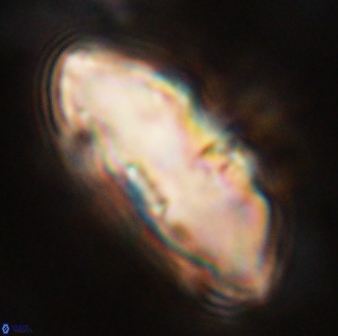 Davidbukrya claracirculus 59351