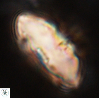 Davidbukrya claracirculus 59351