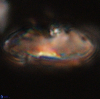 Davidbukrya claracirculus 59353 1