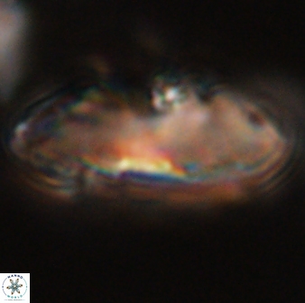 Davidbukrya claracirculus 59353 1
